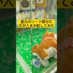 【クレーンゲーム】豆柴3兄弟のぬいぐるみを取る方法 How to take a stuffed animal of 3 Mameshiba Inu brothers