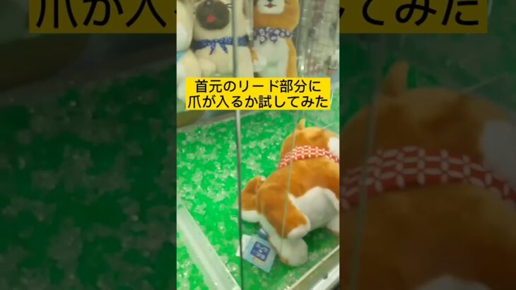 【クレーンゲーム】豆柴3兄弟のぬいぐるみを取る方法 How to take a stuffed animal of 3 Mameshiba Inu brothers