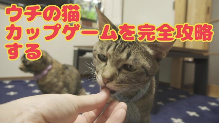 【猫の日常】遂にカップゲームを攻略したウチの猫をぜひ褒めて欲しい【VLOG】