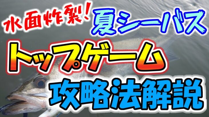 【夏シーバス】水面炸裂！トップゲーム攻略法解説