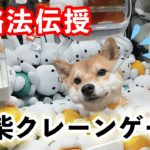 【豆柴リアル クレーンゲーム】攻略テクニックを徹底解説！